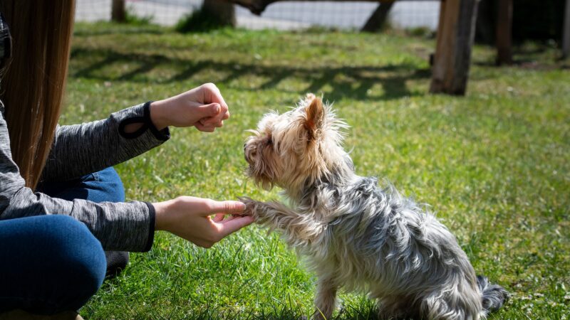 Technology to Help You Train Your Dog (A Review)